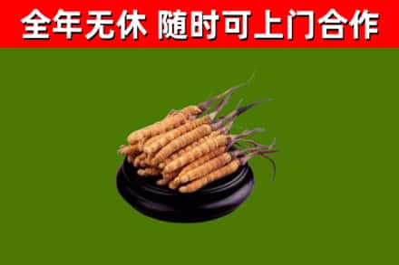 武平烟酒回收冬虫夏草.jpg