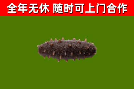 武平烟酒回收干海参.jpg